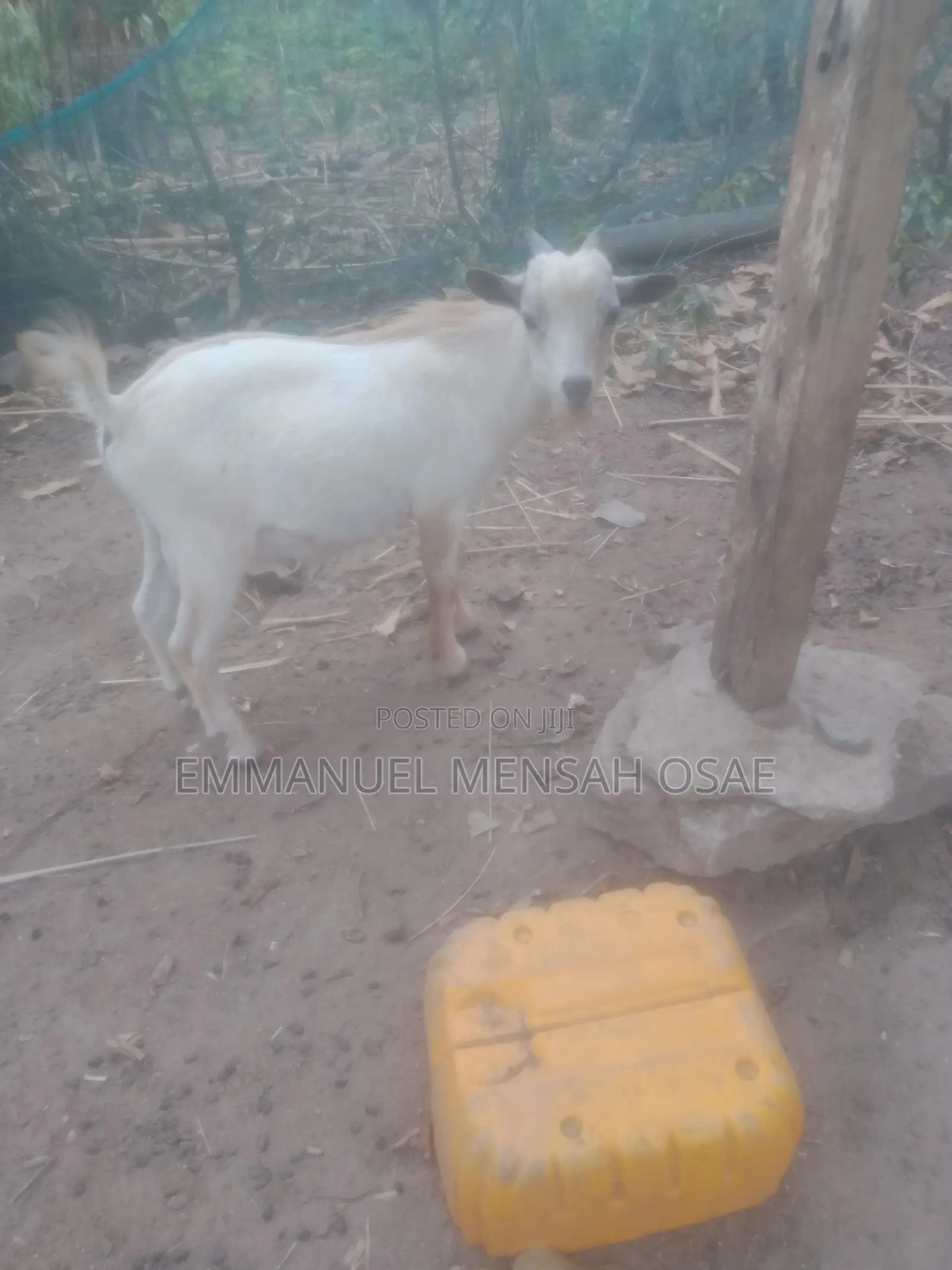 Healthy Goats for Sale at Affordable Prices