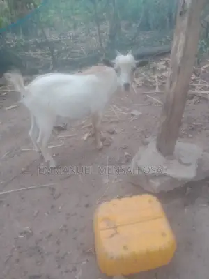 Healthy Goats for Sale at Affordable Prices