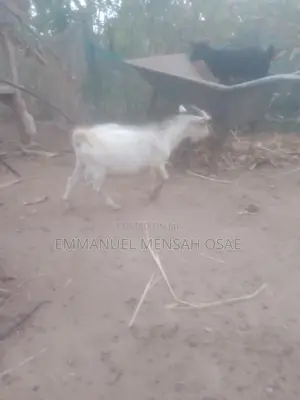 Healthy Goats for Sale at Affordable Prices