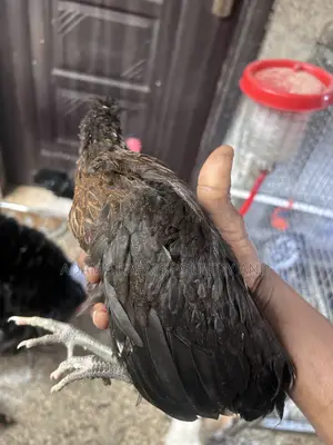 Polish Chickens for Sale