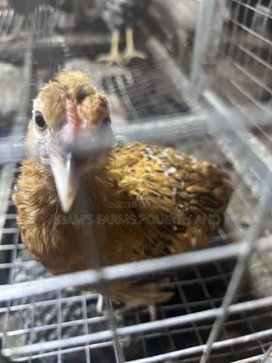 Polish Chickens for Sale