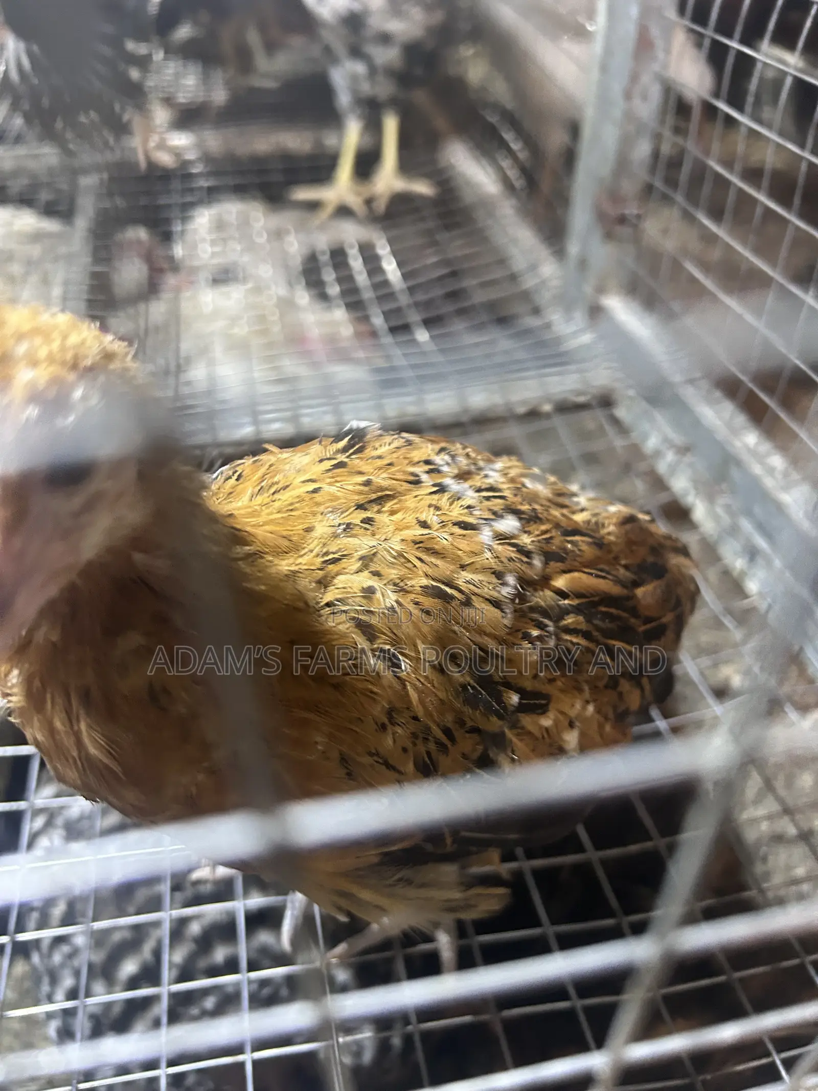 Polish Chickens for Sale