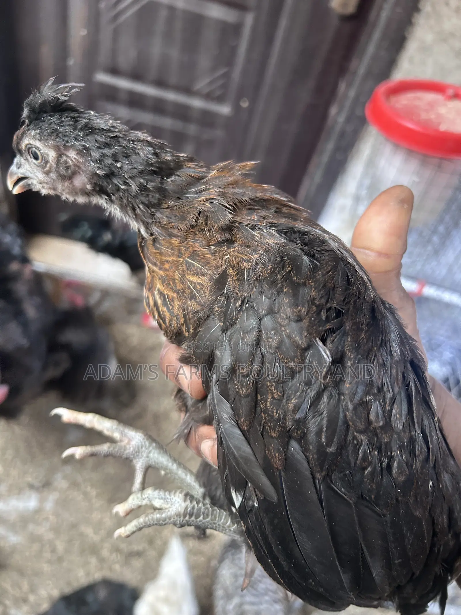 Polish Chickens for Sale