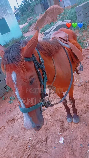Pregnant Horse for Sale