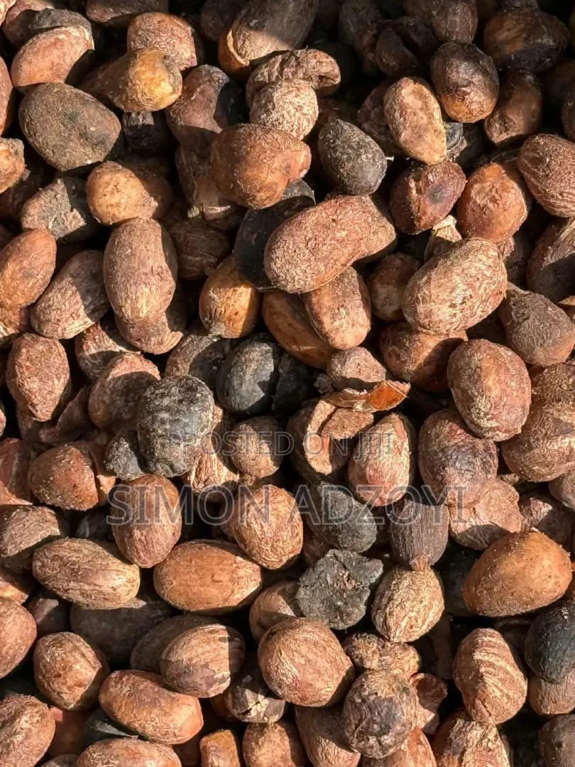 Shea Nuts for Sale
