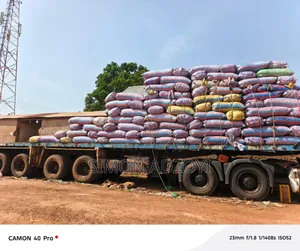 Shea Nuts for Sale