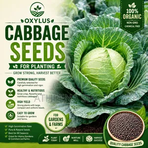 Oxylus Cabbage Seeds F1 (50grams)