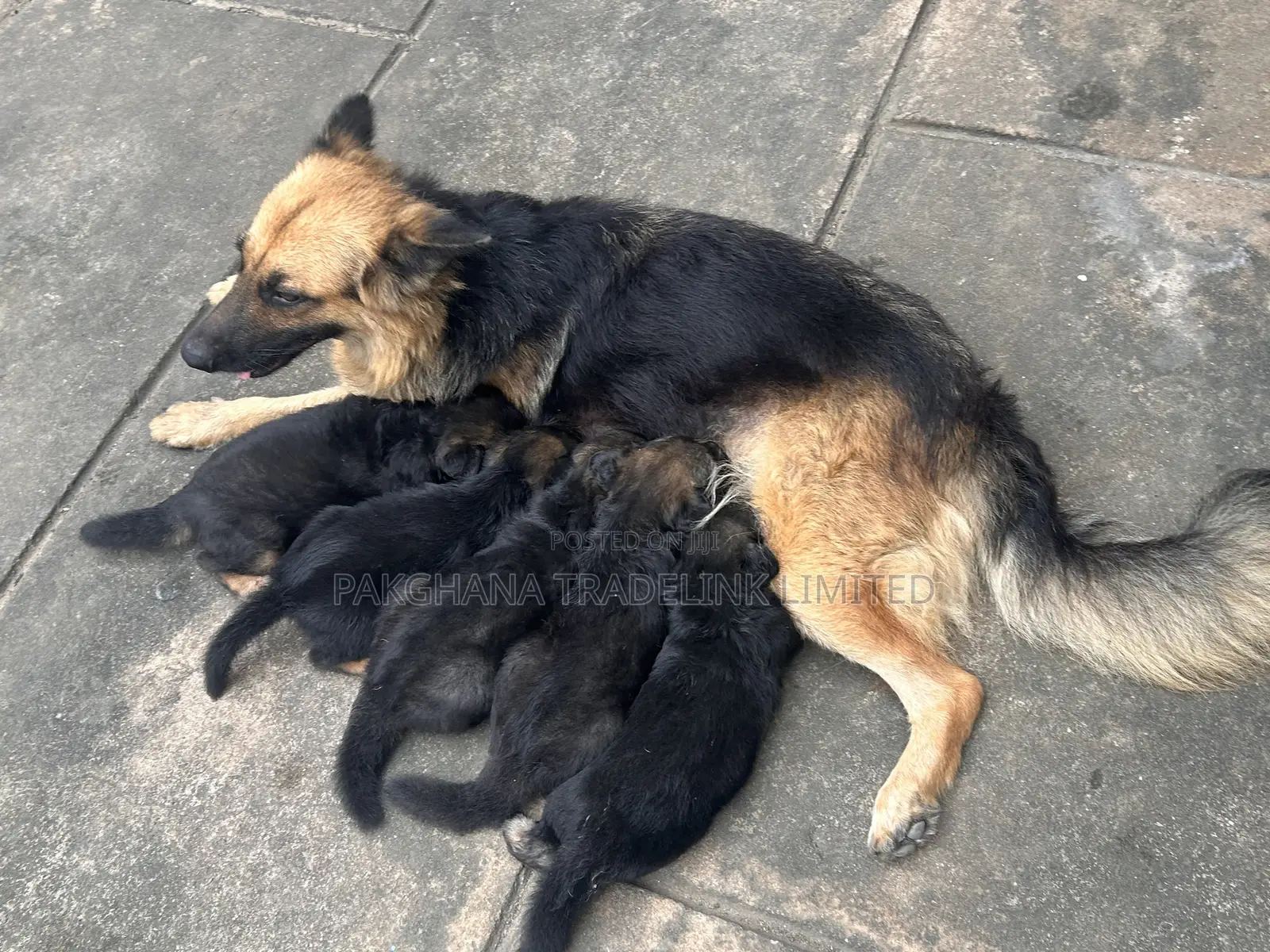 1-3 months Male Purebred German Shepherd