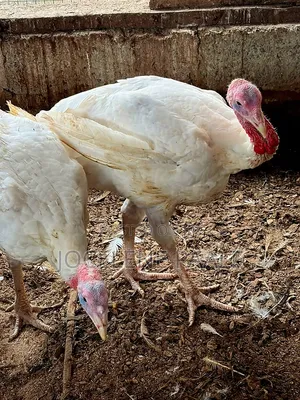 Turkeys for Sale