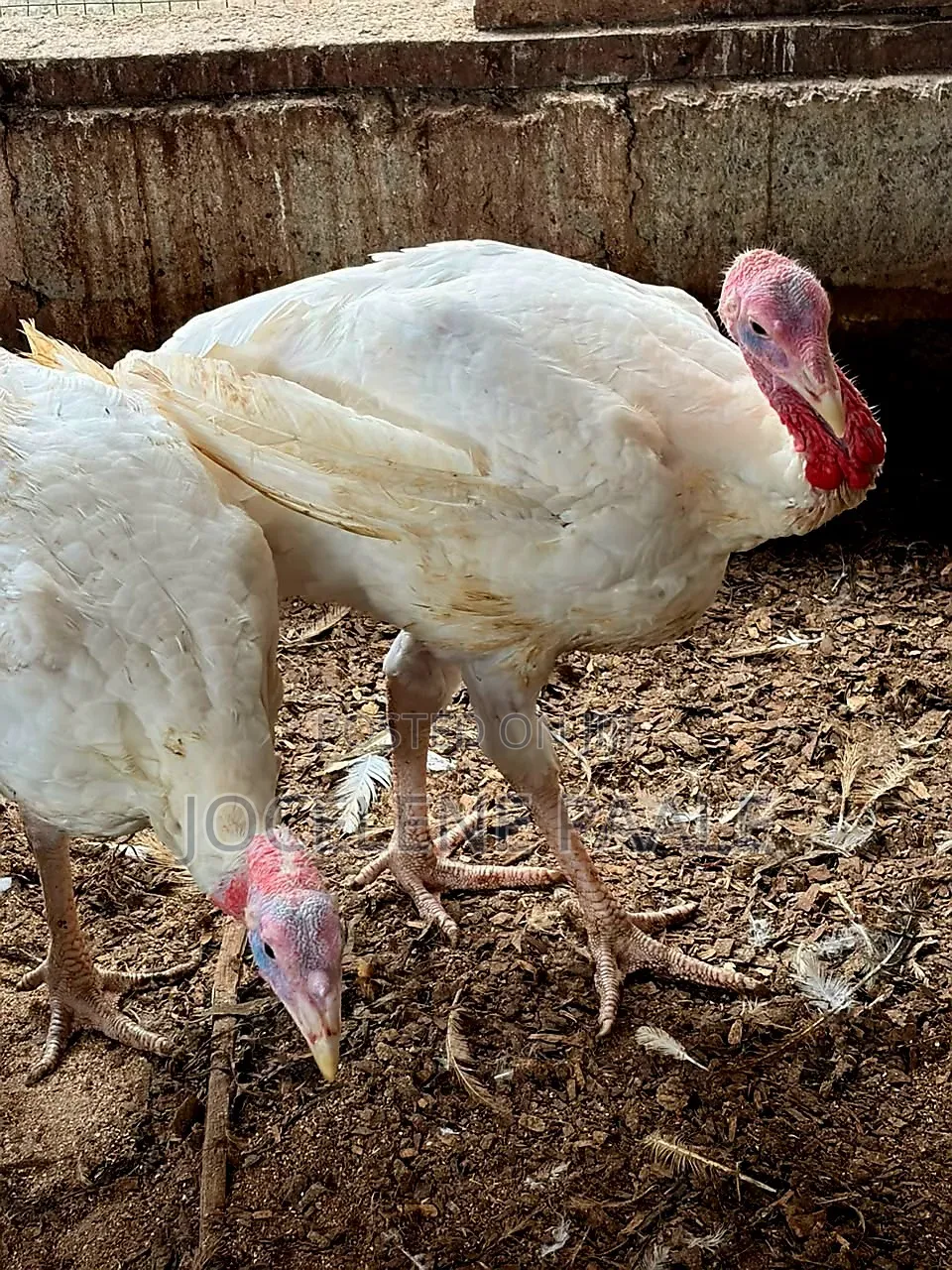 Turkeys for Sale