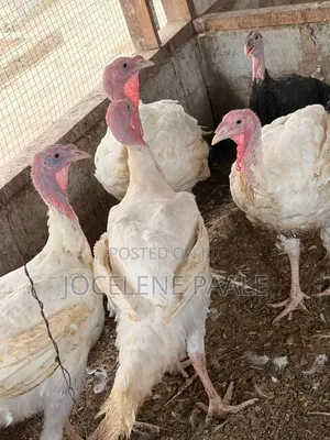 Turkeys for Sale