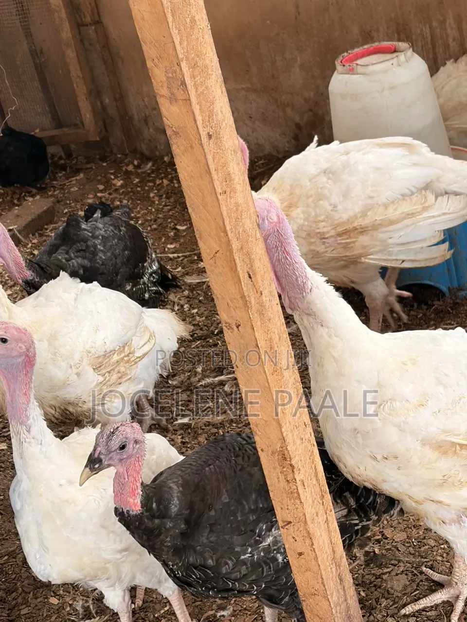 Turkeys for Sale