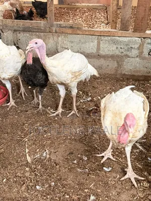 Turkeys for Sale