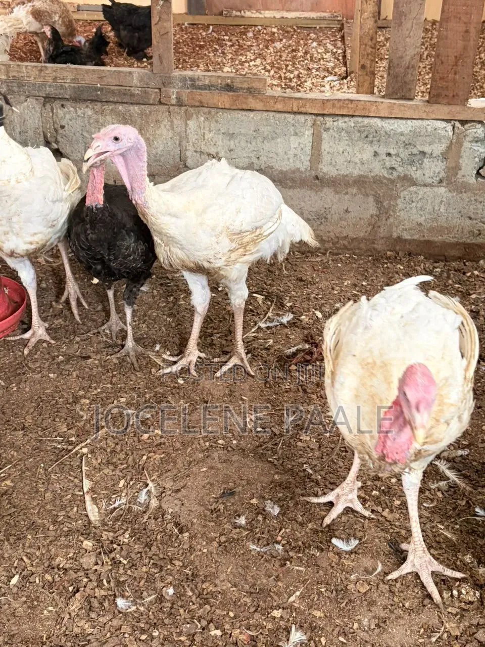 Turkeys for Sale