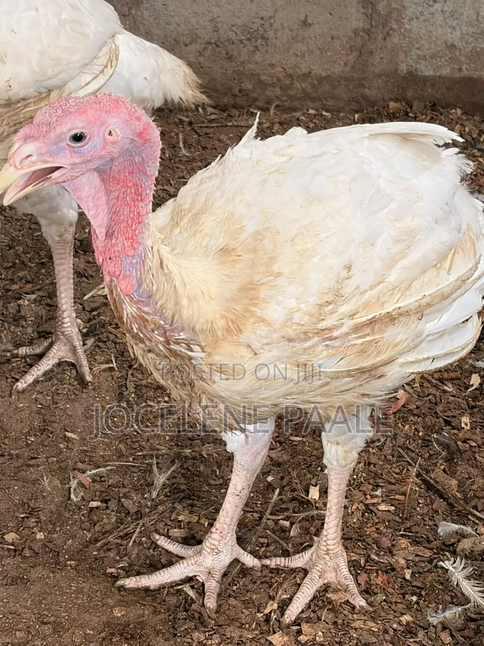 Turkeys for Sale