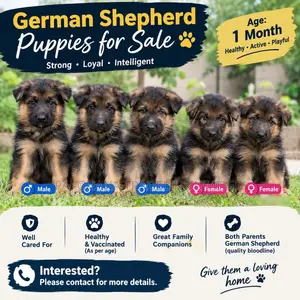 1-3 months Male Purebred German Shepherd