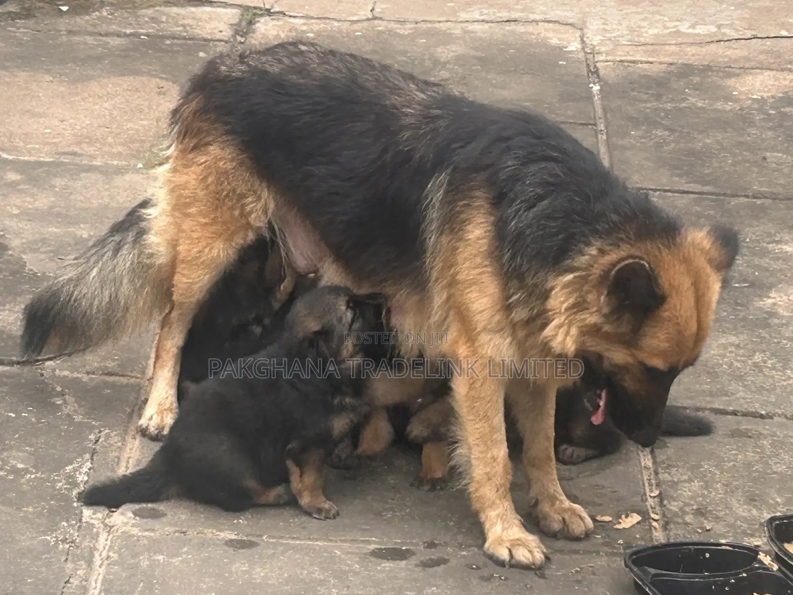 1-3 months Male Purebred German Shepherd