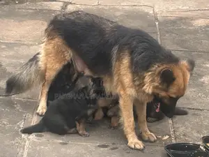 1-3 months Male Purebred German Shepherd