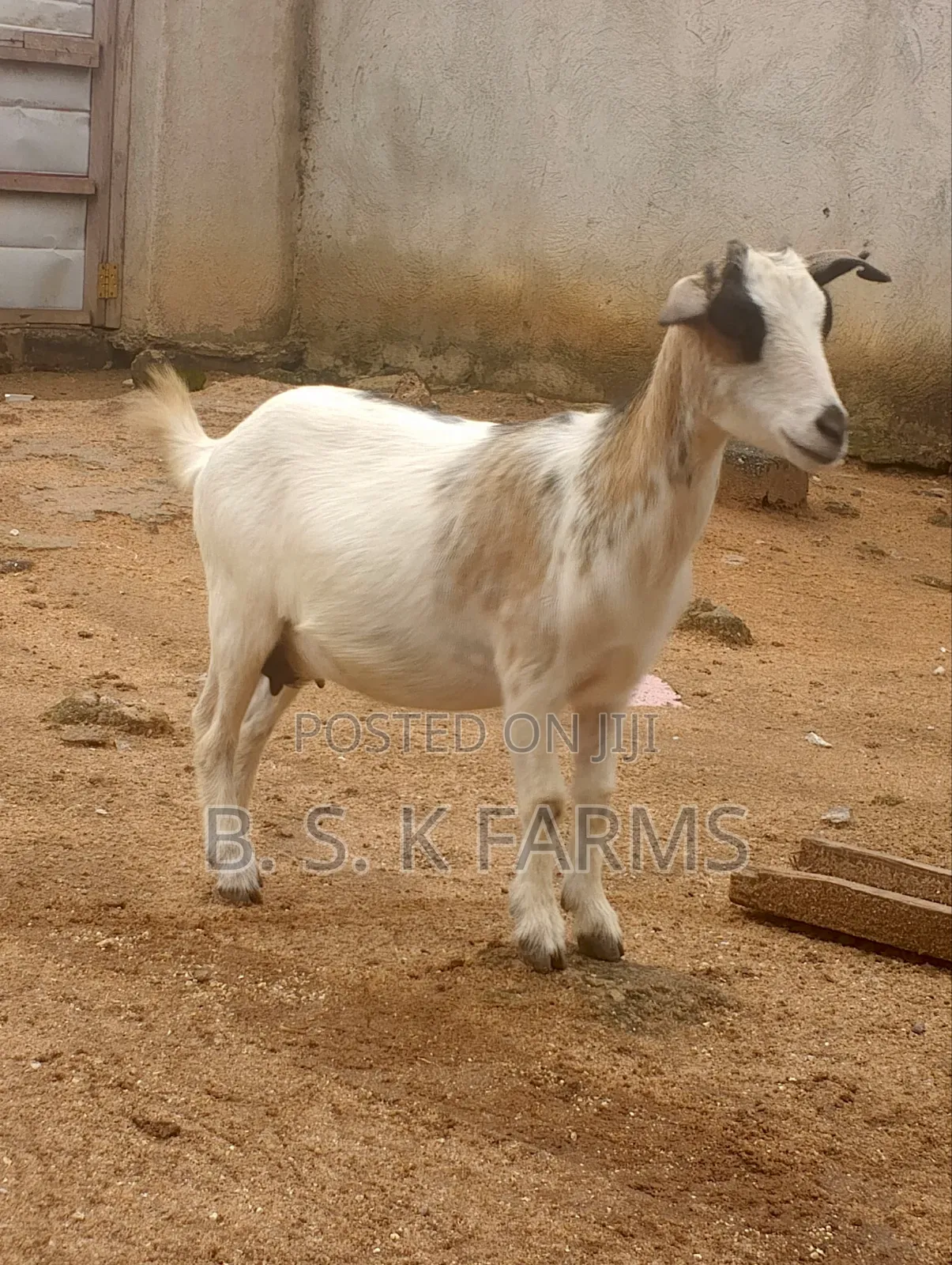 Goat Fo Sale