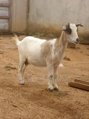 Goat Fo Sale