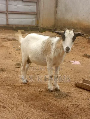 Goat Fo Sale