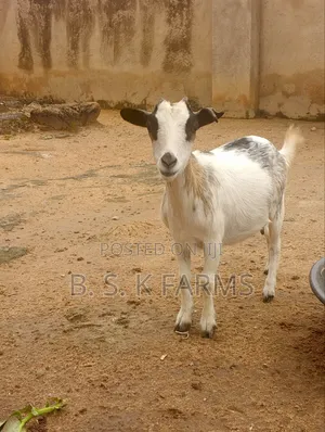 Goat Fo Sale
