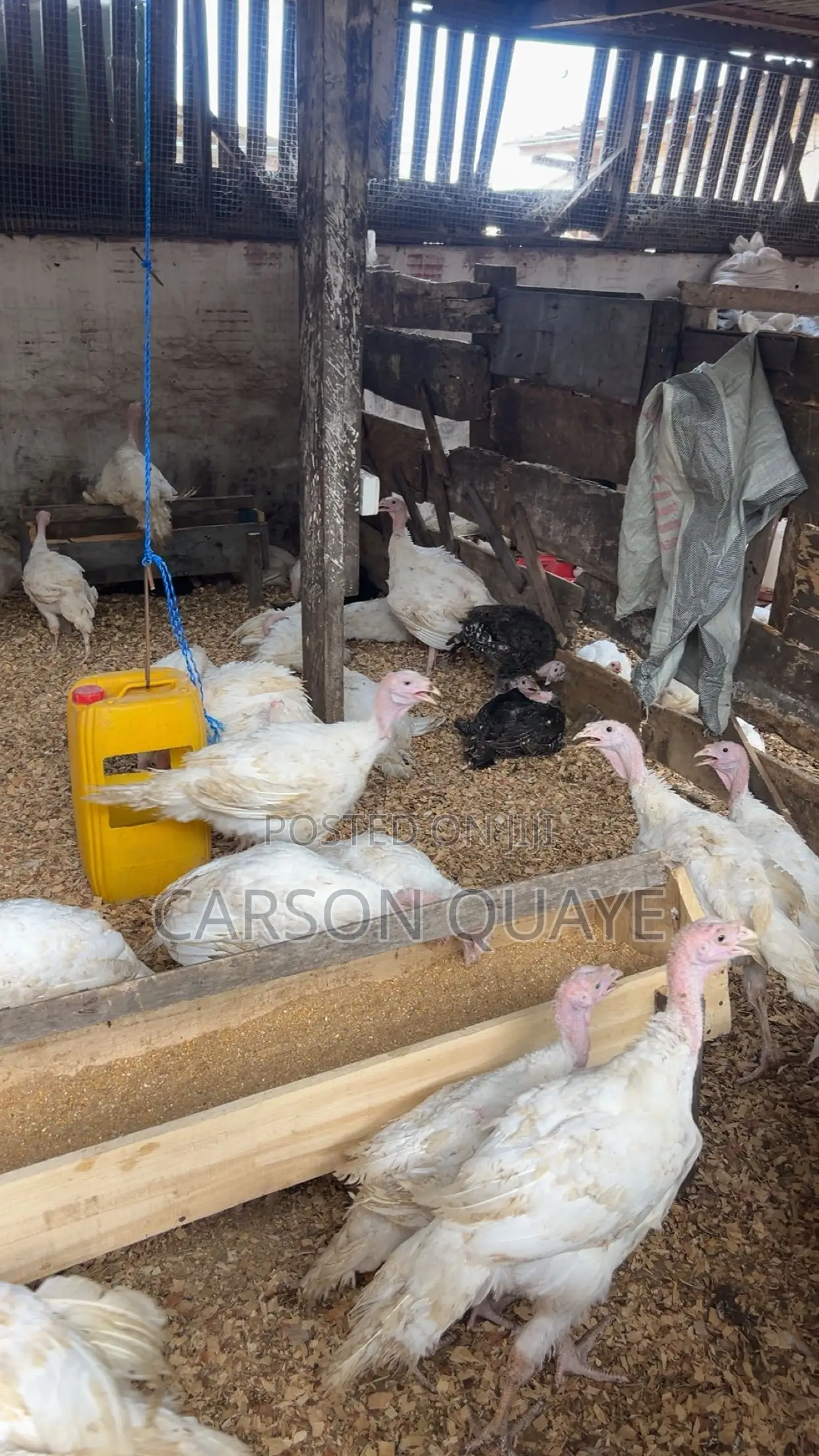 Turkeys for Sale
