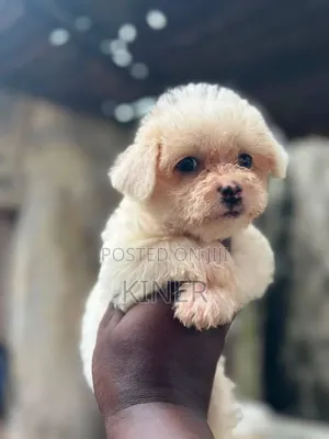 1-3 months Male Purebred Poodle