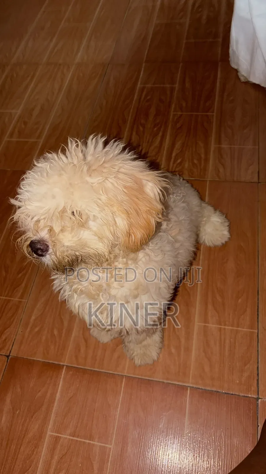 1-3 months Male Purebred Poodle
