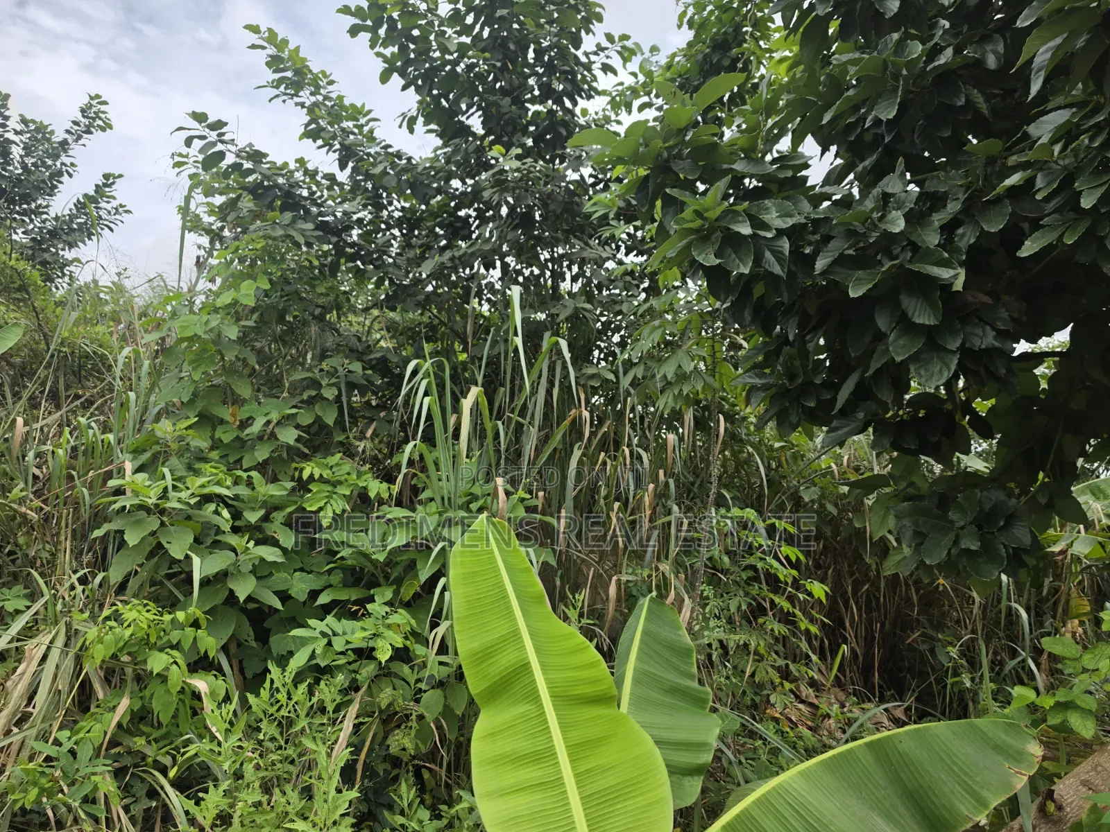 Land at Asuofia-Achiase for Sale