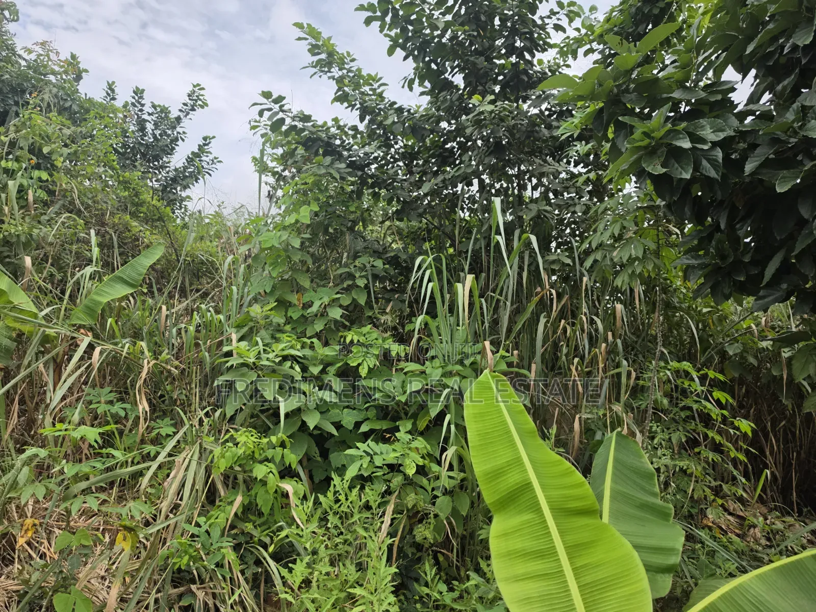 Land at Asuofia-Achiase for Sale