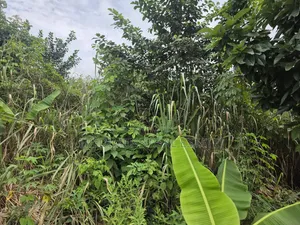 Land at Asuofia-Achiase for Sale
