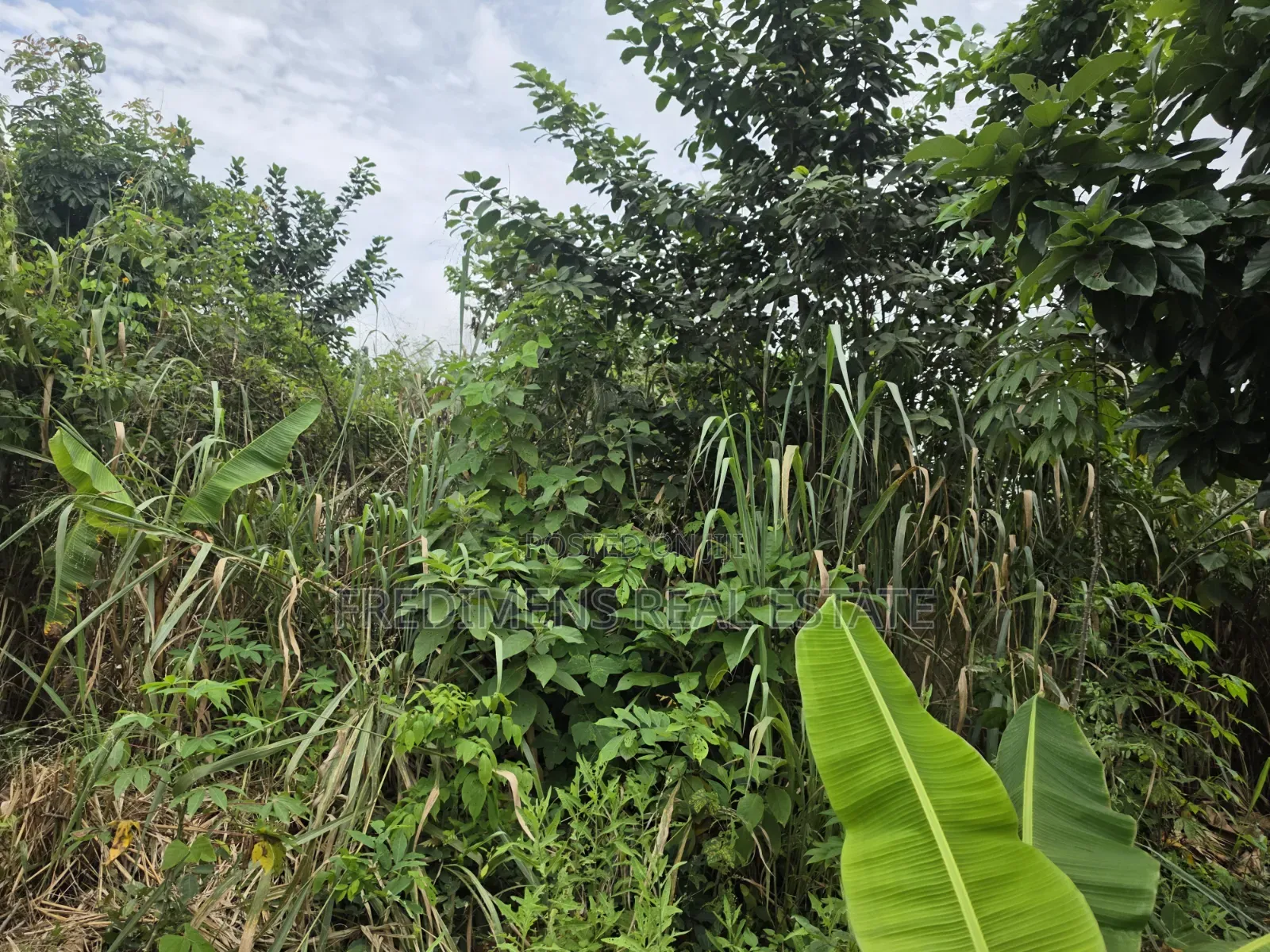 Land at Asuofia-Achiase for Sale