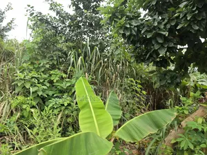 Land at Asuofia-Achiase for Sale