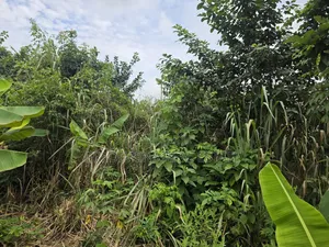 Land at Asuofia-Achiase for Sale