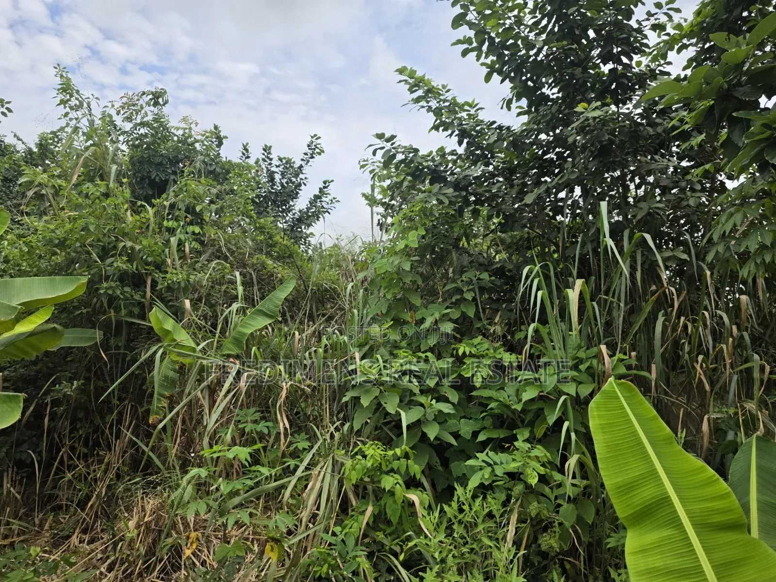 Land at Asuofia-Achiase for Sale