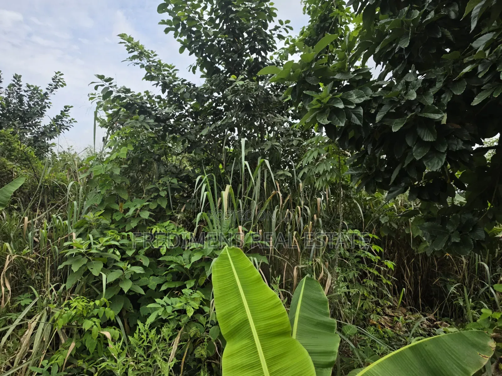 Land at Asuofia-Achiase for Sale