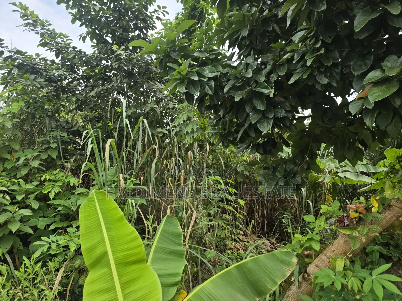 Land at Asuofia-Achiase for Sale