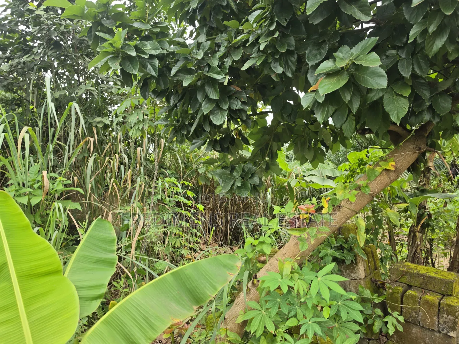 Land at Asuofia-Achiase for Sale