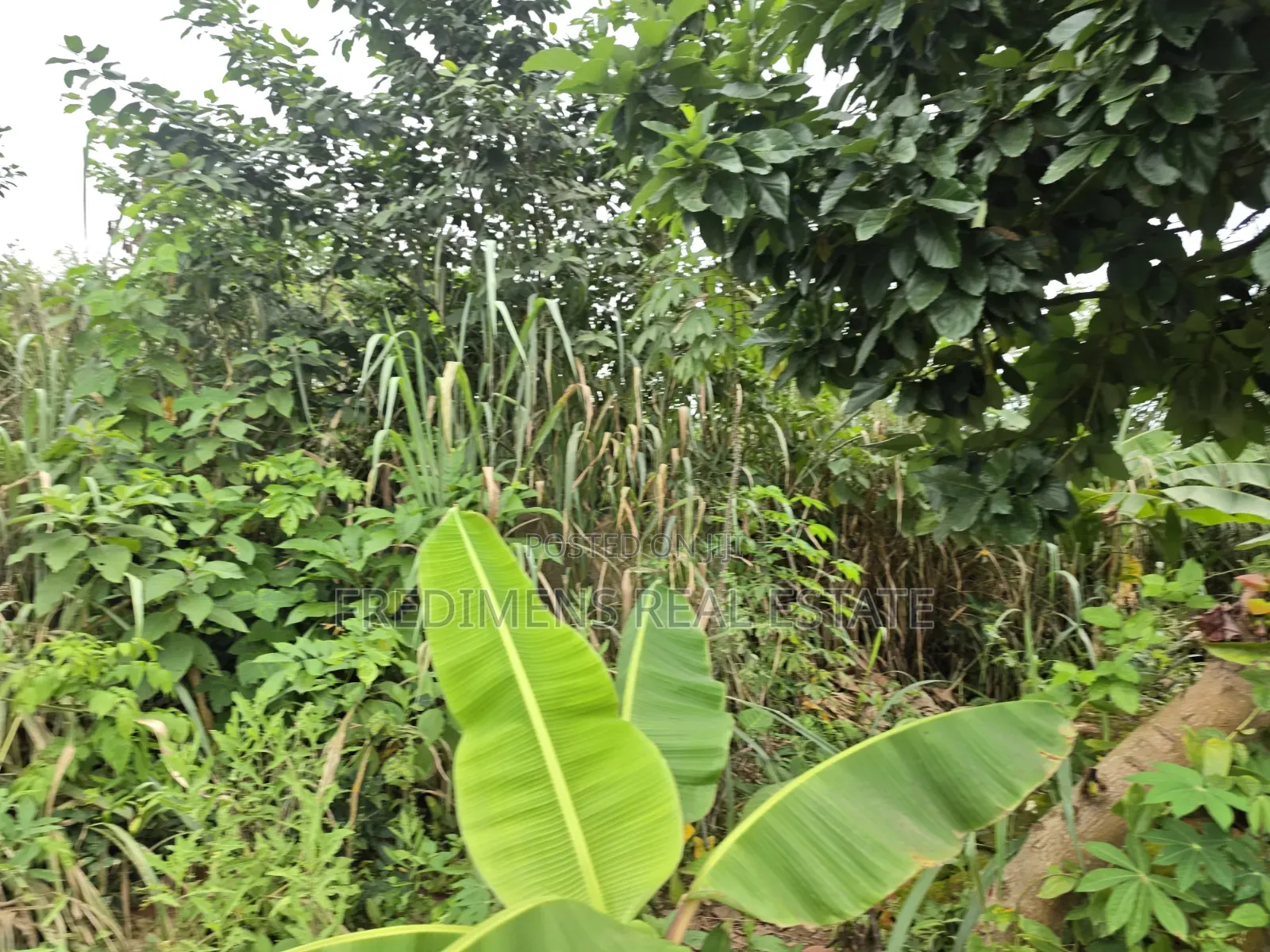 Land at Asuofia-Achiase for Sale