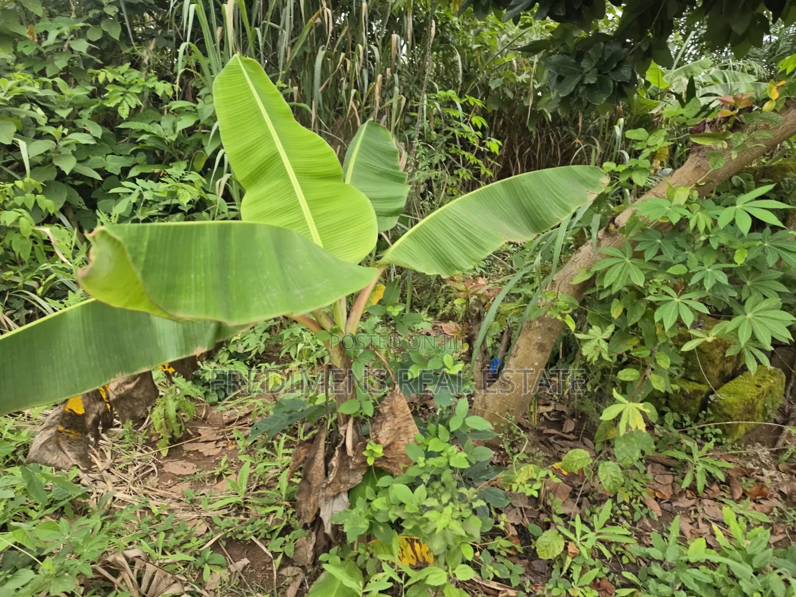 Land at Asuofia-Achiase for Sale