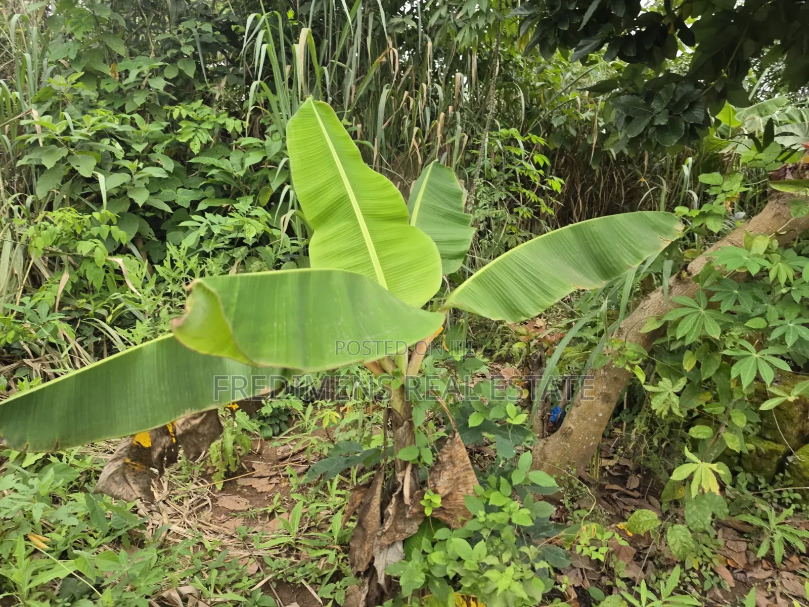 Land at Asuofia-Achiase for Sale