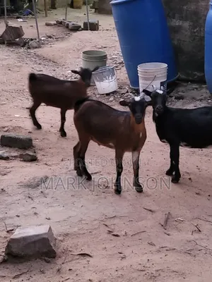 Pick and Choose Ur Goats, Quickly Place an Order, Arrange for Pickup.