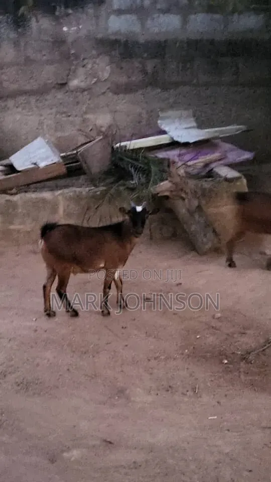 Pick and Choose Ur Goats, Quickly Place an Order, Arrange for Pickup.