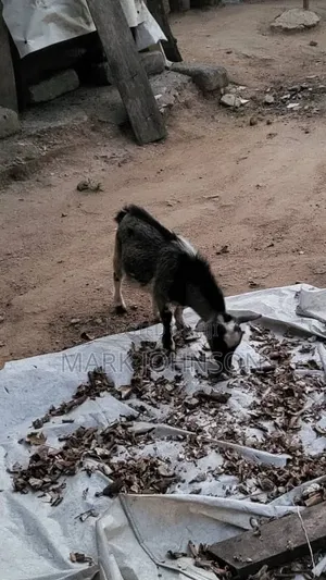 Pick and Choose Ur Goats, Quickly Place an Order, Arrange for Pickup.