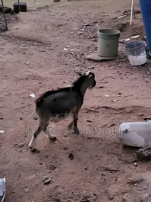Pick and Choose Ur Goats, Quickly Place an Order, Arrange for Pickup.