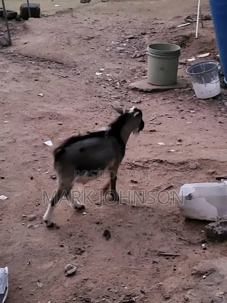 Pick and Choose Ur Goats, Quickly Place an Order, Arrange for Pickup.