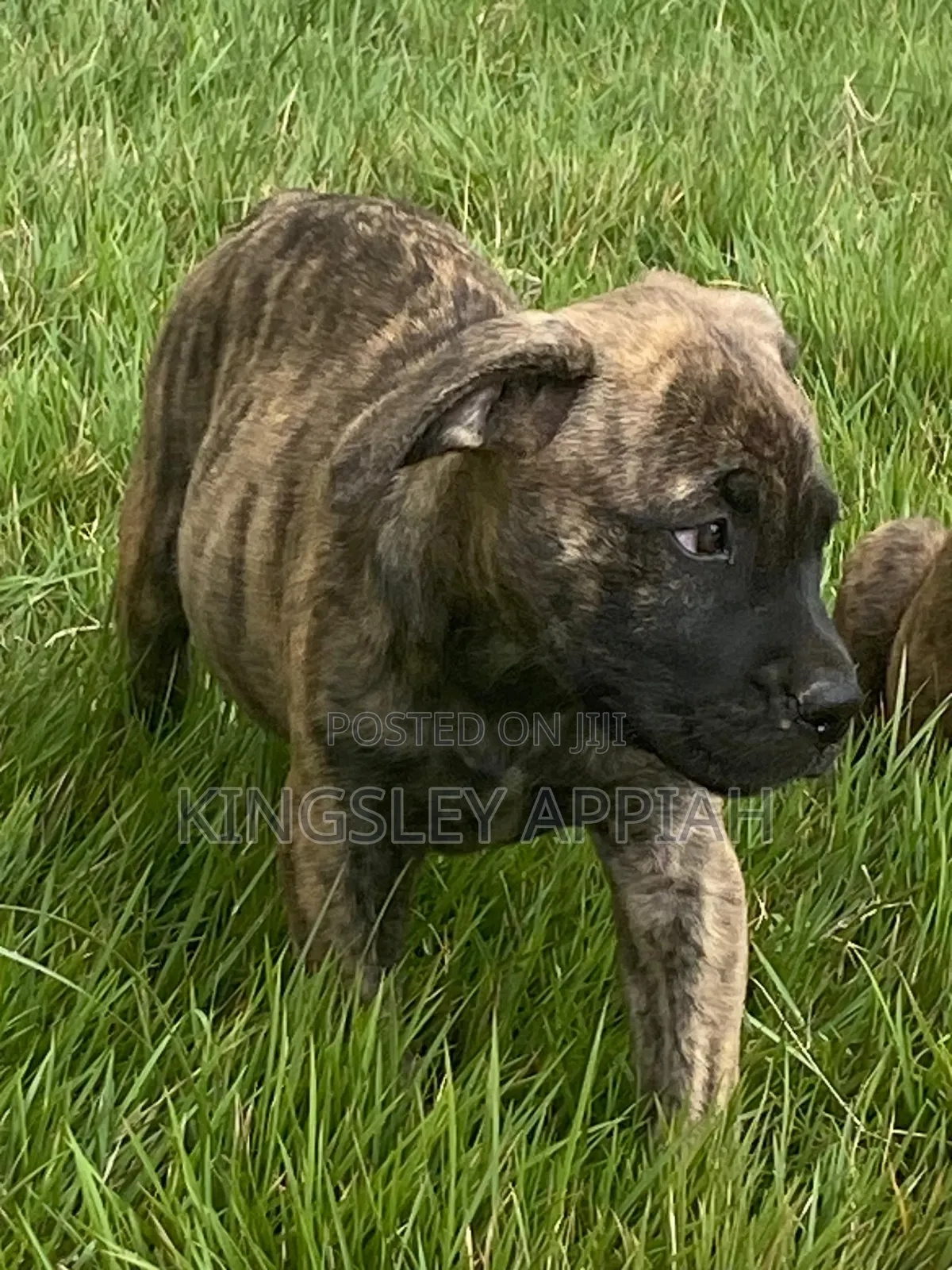 1-3 months Female Mixed Breed Boerboel