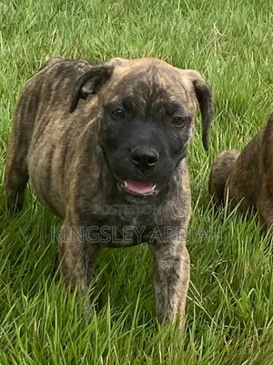 1-3 months Female Mixed Breed Boerboel