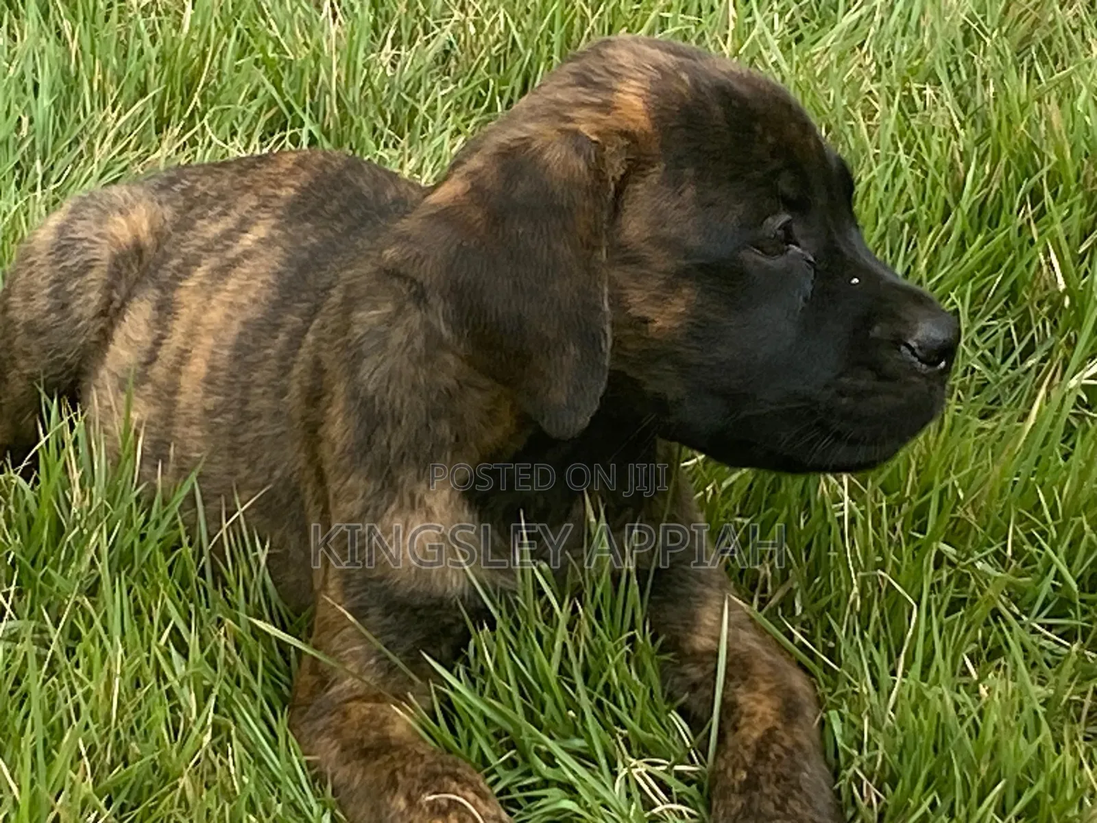 1-3 months Female Mixed Breed Boerboel